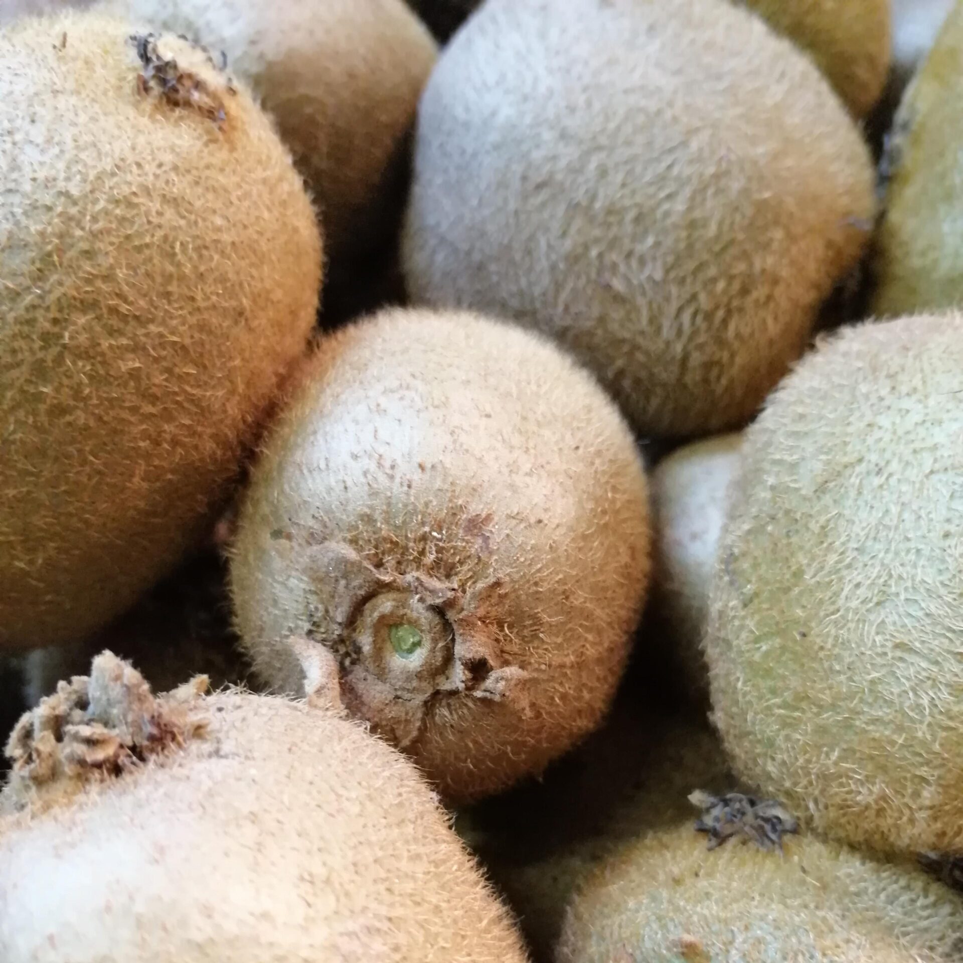 kiwi-scaled-1.jpg
